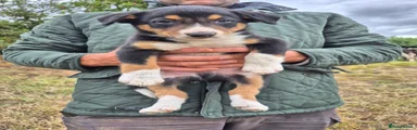 Border Collie 3