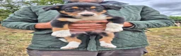 Border Collie dogs for sale: Border Collie Puppies for Sale in Ruthin - Advert 26