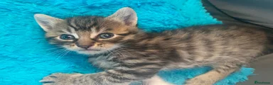Bengal 3
