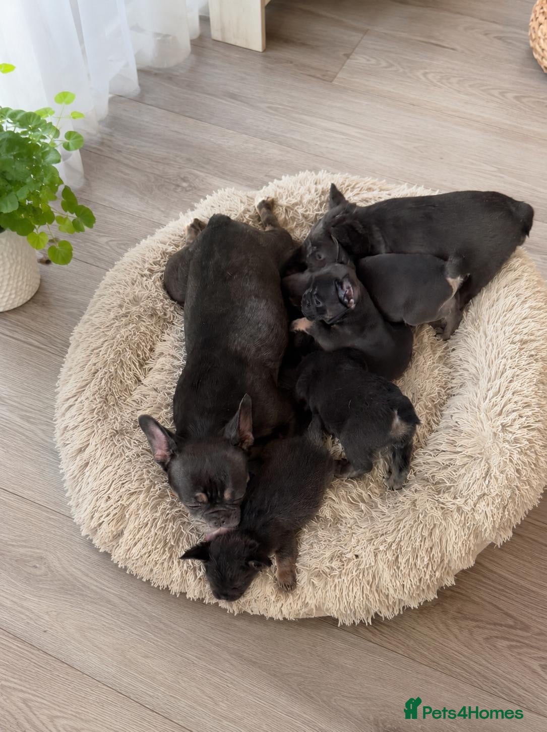 French Bulldog dogs for sale: French bulldogs for sale  - Advert 2