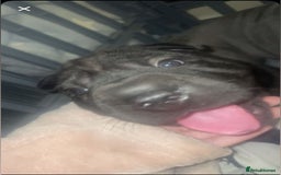 Shar Pei dogs for sale: 2 beautiful full shar pei boys !!!  - Image 13
