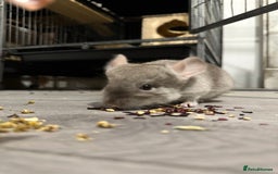 Chinchilla rodents for sale: Beige Male Chinchilla – From Beautiful Parents - Image 3