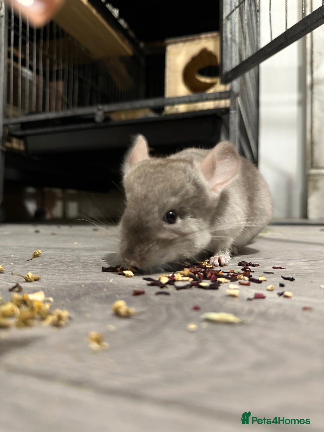 Chinchilla rodents for sale: Beige Male Chinchilla – From Beautiful Parents - Image 3