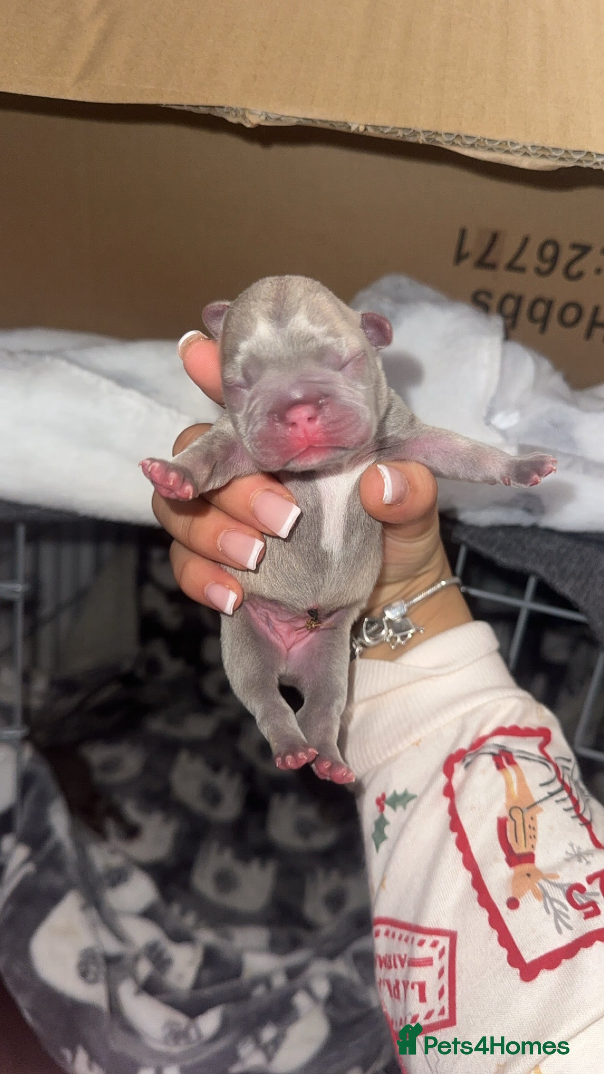 French Bulldog dogs Quality French Bulldog Puppies – Boys & Girls - Advert 1