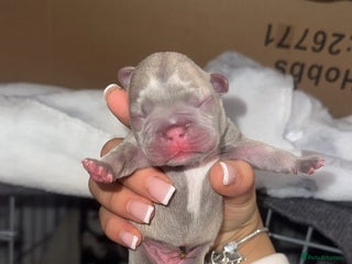 French Bulldog dogs Quality French Bulldog Puppies – Boys & Girls - Advert 1