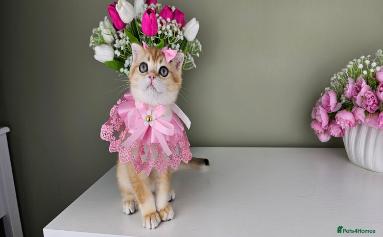 Scottish Fold cats - Advert 9