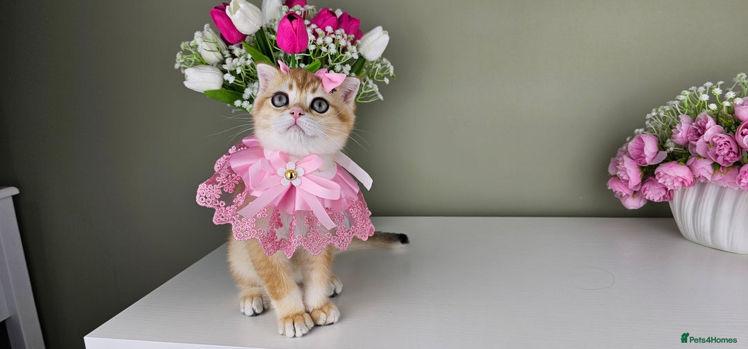 Scottish Fold cats for sale: READY NOW - TICA - SCOTTISH FOLD and STRAIGHT. - Image 1