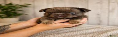 French Bulldog 1
