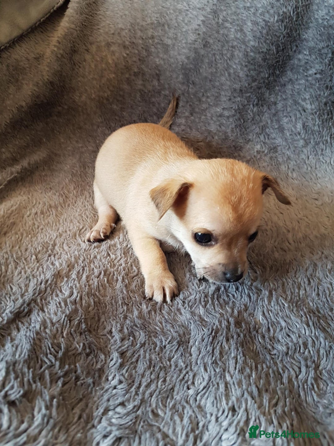 Chihuahua dogs for sale: Stunning Chihuahua pups, ready 2 August - Image 7