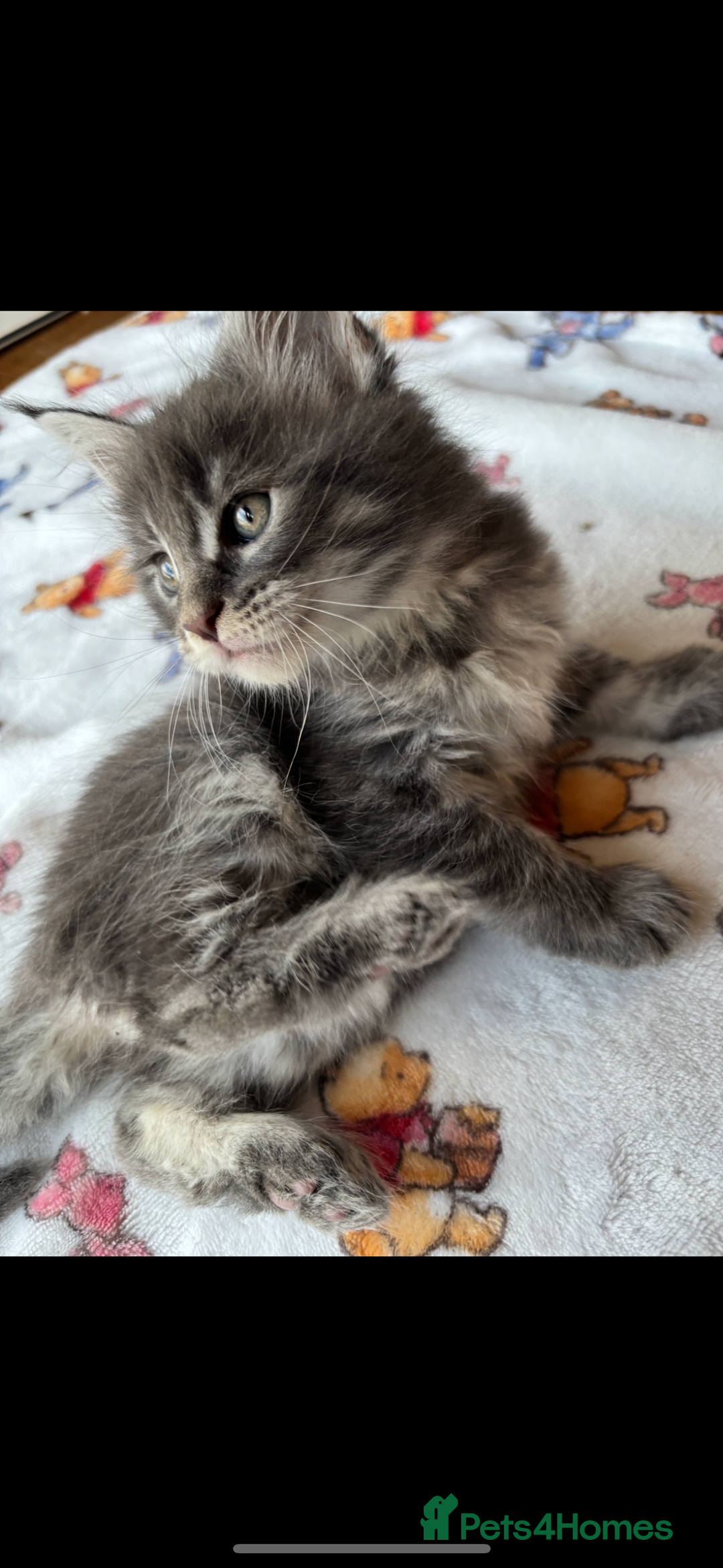 Maine Coon cats for sale: Stunning main coon kittens 🦁 - Advert 5