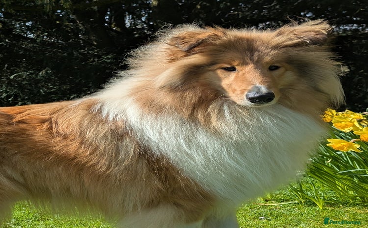 Rough Collie dogs - Advert 1