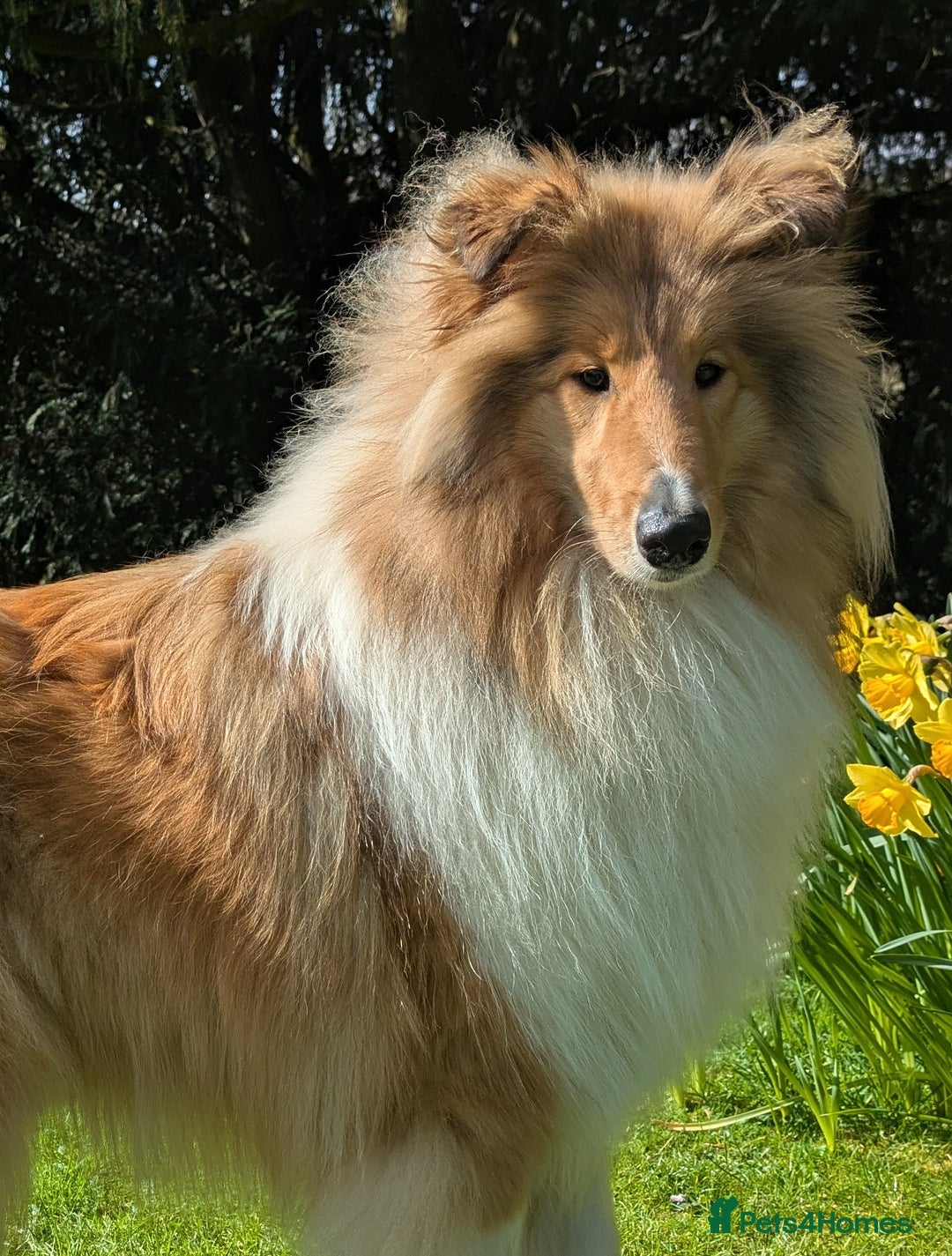 Rough Collie dogs for sale: Carristina Rough Collies - Image 1