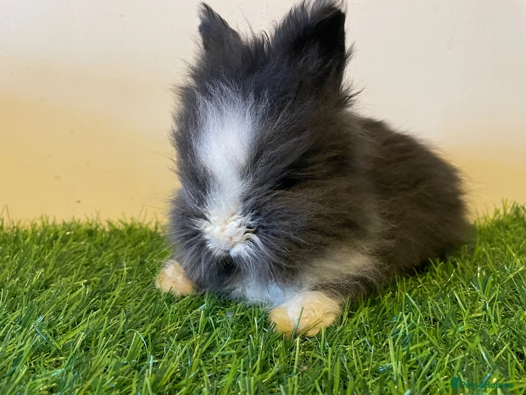 Lionhead rabbits for sale: Stunning Boys 💙💙❤️ - Advert 7