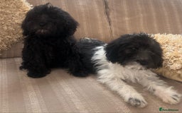 Cockapoo dogs for sale: Stunning cockapoos male&female - Image 12