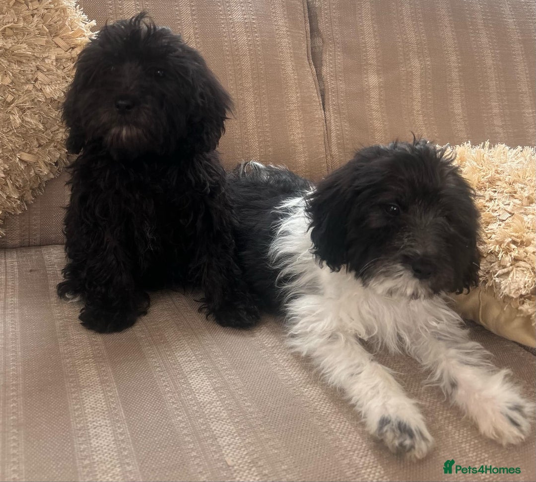 Cockapoo dogs for sale: Stunning cockapoos male&female - Image 12
