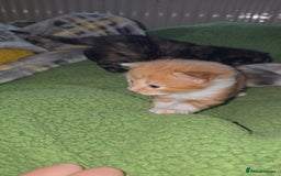 British Shorthair cats for sale: Kittens available  - Image 5