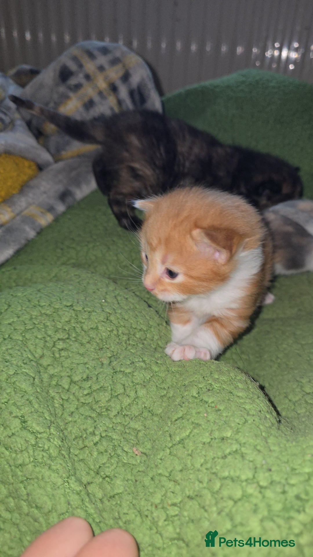 British Shorthair cats for sale: Kittens available  - Image 5