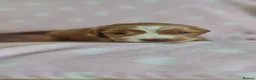 Cockapoo dogs for sale: Gorgeous cockapoo  - Advert 22