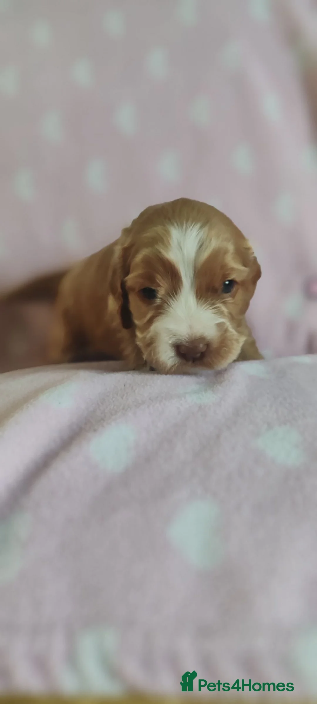 Cockapoo dogs for sale: Gorgeous cockapoo  - Advert 22
