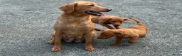 Labrador Retriever dogs for sale: KC Registered Mahogany Red Labrador Puppies - Advert 14