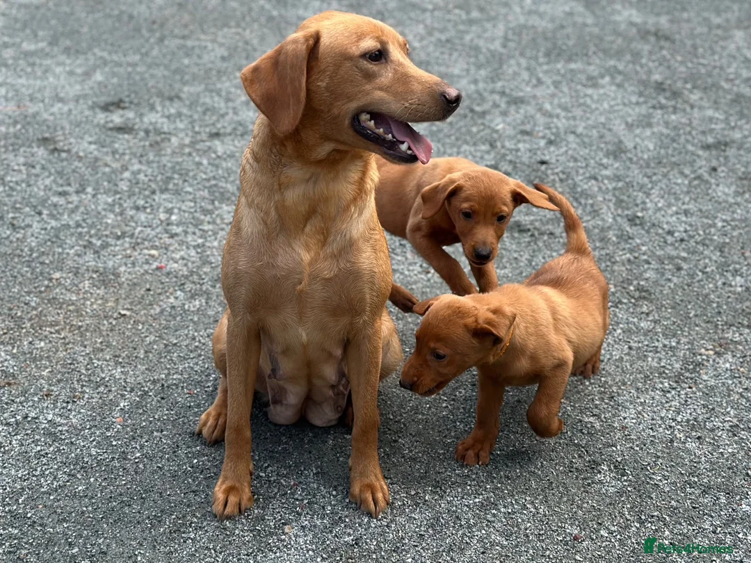 Labrador Retriever dogs for sale: KC Registered Mahogany Red Labrador Puppies - Advert 14