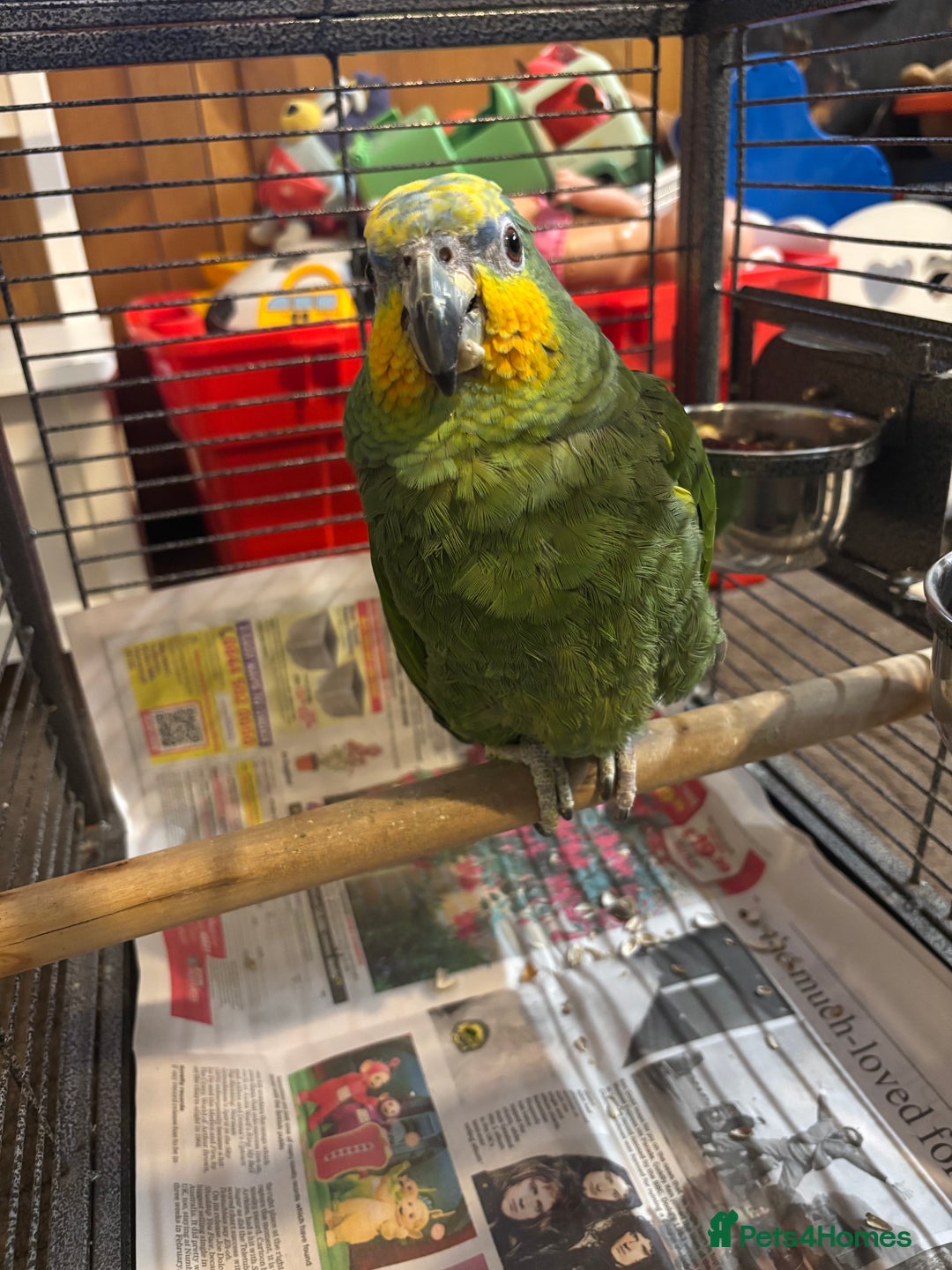 Parrots birds for sale: Amazon - Image 3