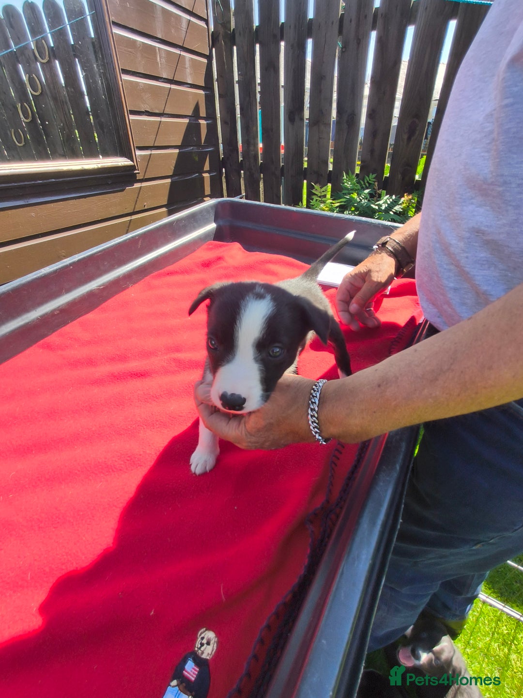 Border Collie dogs for sale: Border Collie pups for sale - Image 12