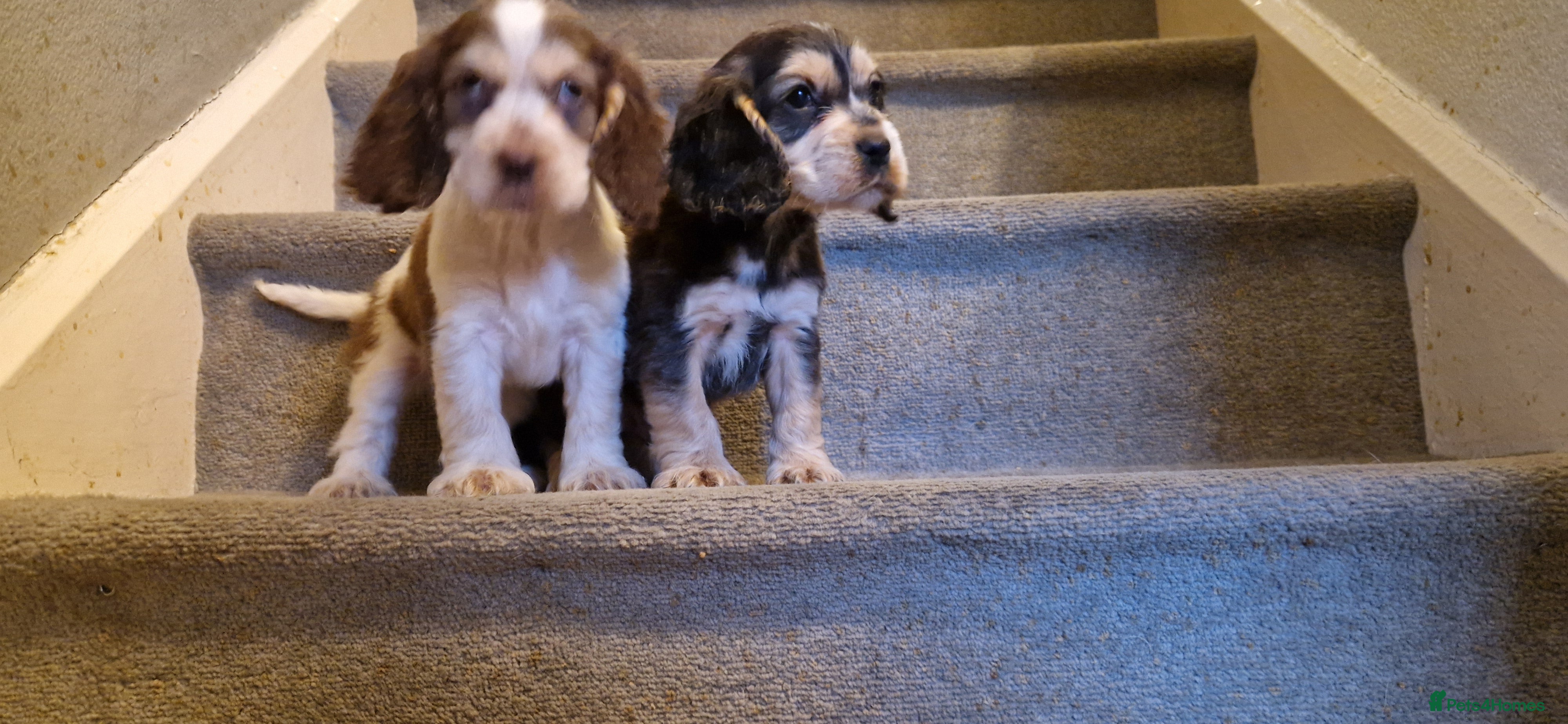 Cocker Spaniel dogs gorgeous cocker-spaniel puppies  - Advert 5