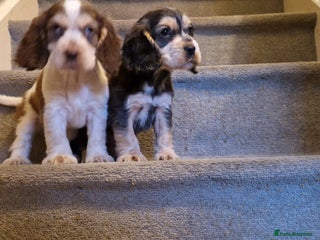 Cocker Spaniel dogs gorgeous cocker-spaniel puppies - Advert 1