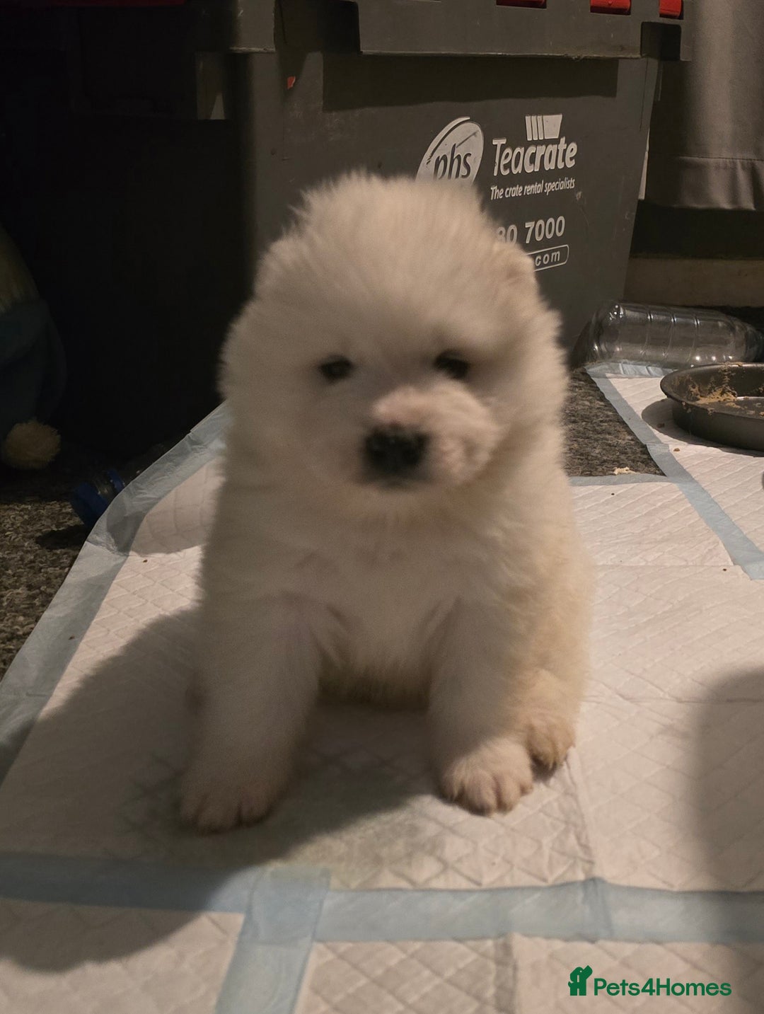Samoyed dogs for sale: Registered samoyed puppies  - Advert 21