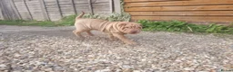Shar Pei dogs for stud: Gorgeous Pure Shar pei ready for stud!  in Feltham - Advert 2
