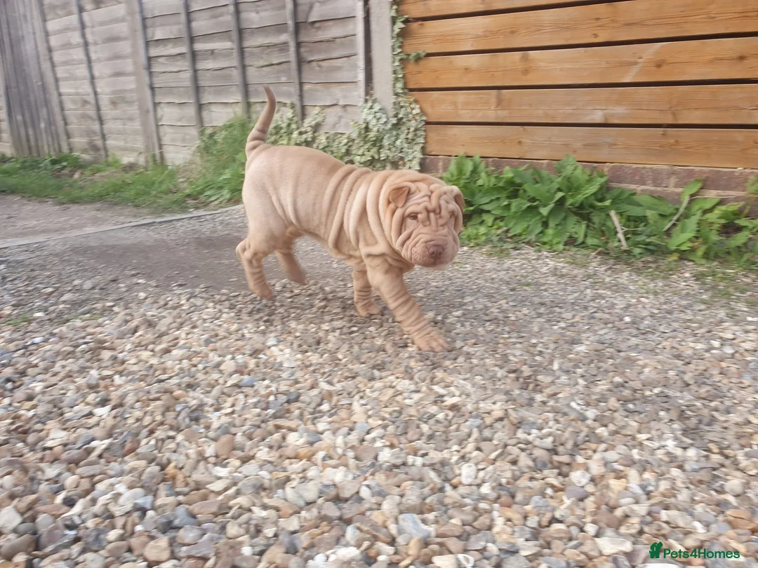 Shar Pei dogs for stud: Gorgeous Pure Shar pei ready for stud!  in Feltham - Advert 2