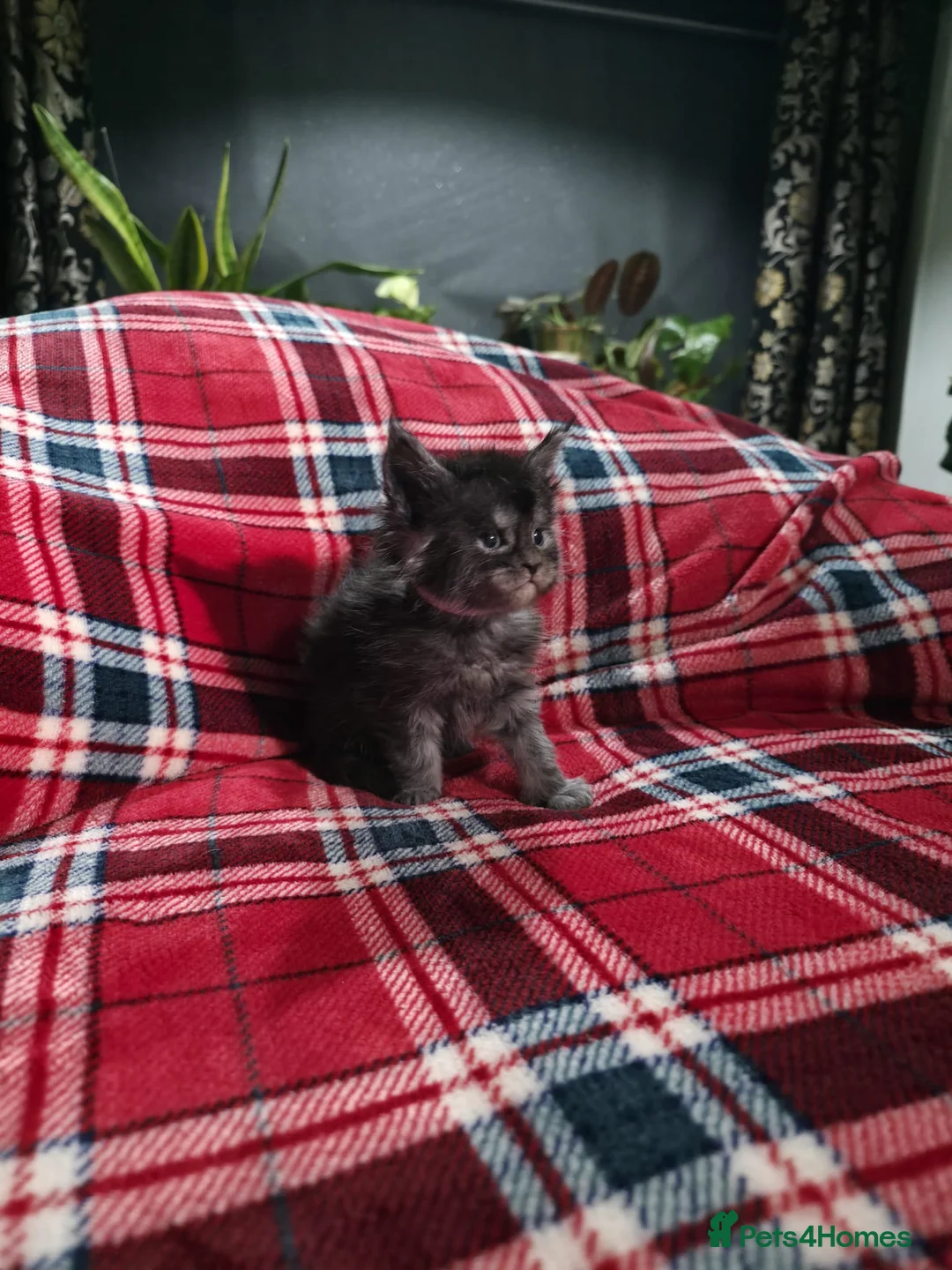 Maine Coon cats for sale: TICA registered Russian lineage Maine coon kittens - Advert 3