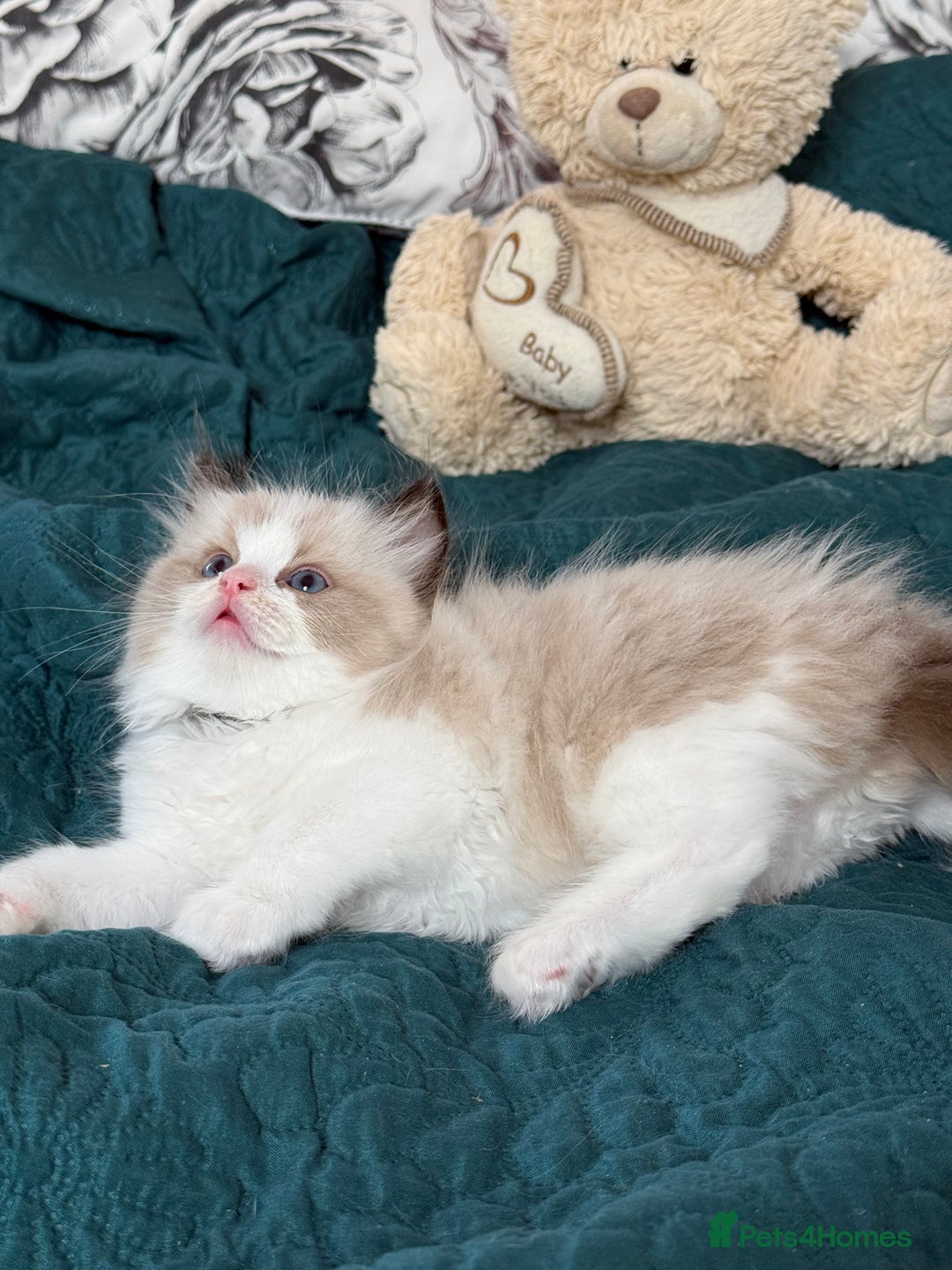 Ragdoll cats for sale: Beautiful Ragdoll kittens TICA - Advert 10