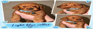 Cockapoo 5