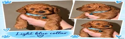 Cockapoo dogs for sale: F1b mini cockapoos - Advert 7