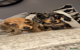 Miniature Dachshund dogs for sale: 🐾Stunning miniature dachshunds🐾 - Image 19