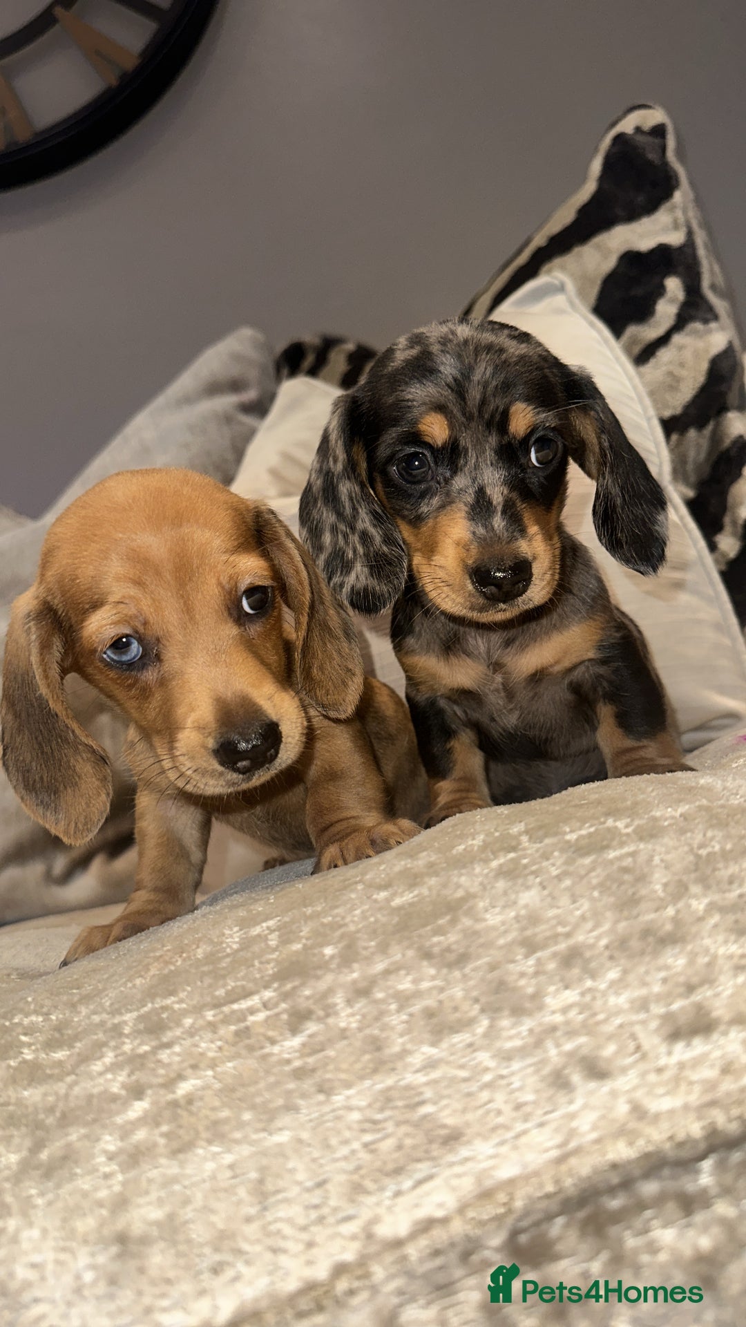 Miniature Dachshund dogs for sale: 🐾Stunning miniature dachshunds🐾 - Image 19