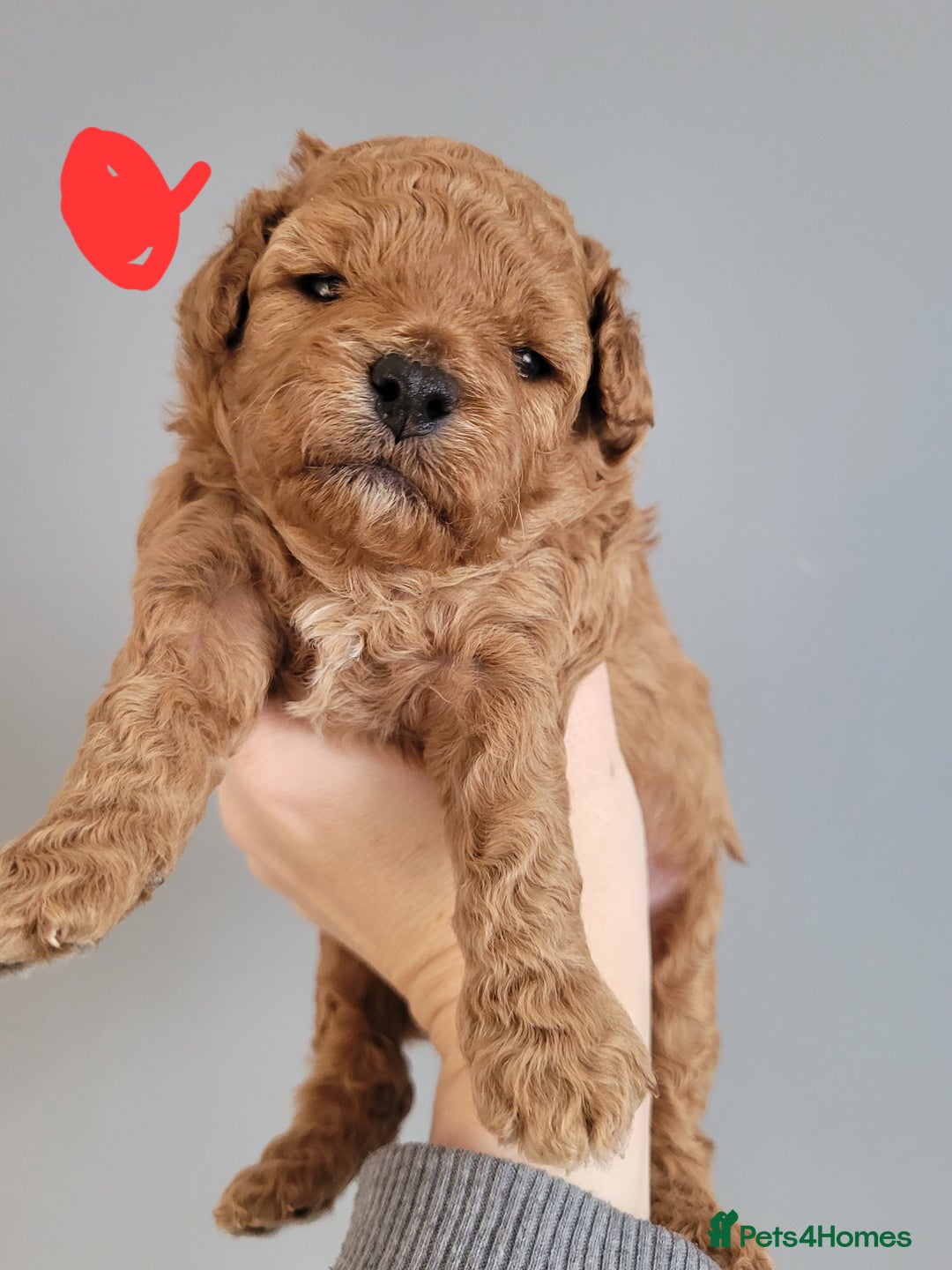 Cavapoo dogs for sale: Adorable mini Cavapoo puppies F1bb - Advert 15