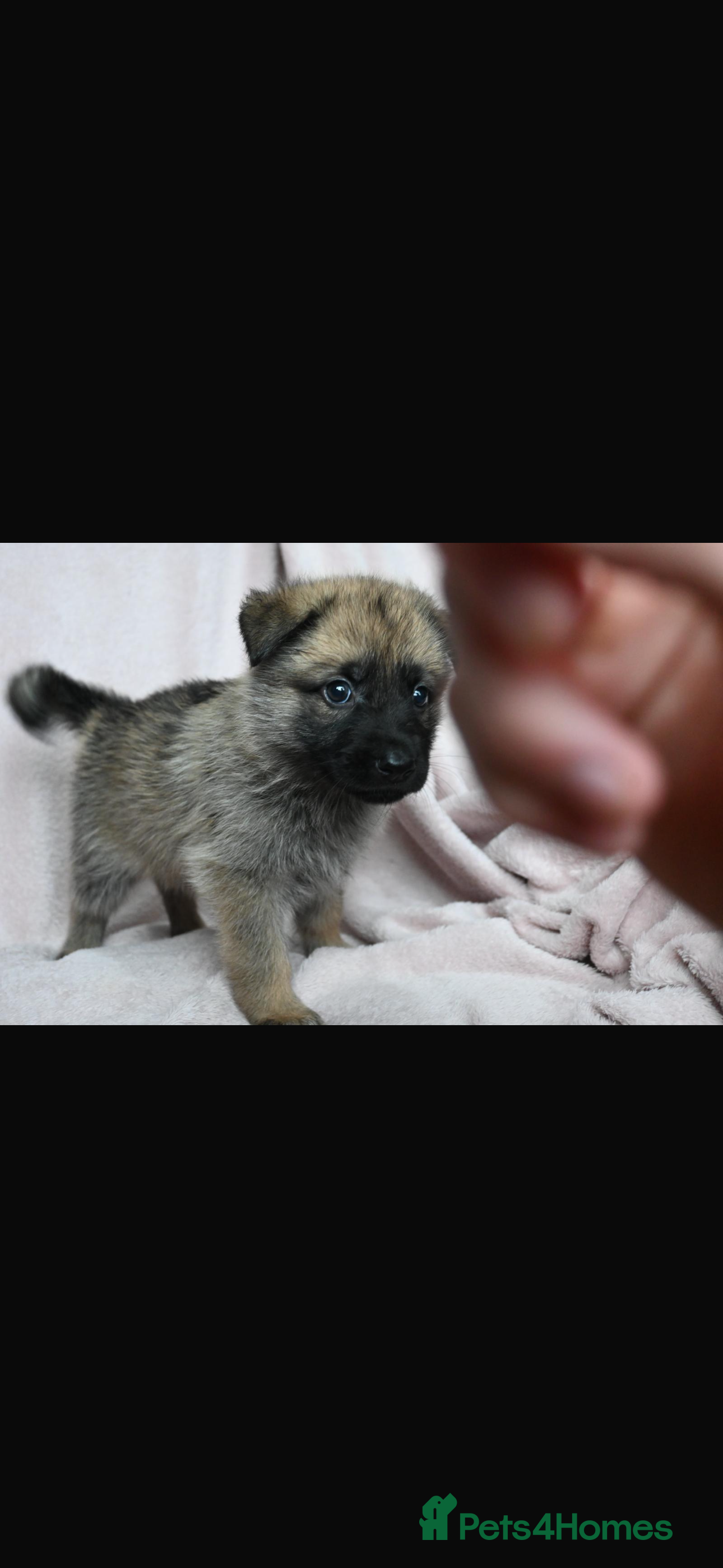 Mixed Breed dogs 8 beautiful healthy  puppies ,  German shepherd  - Advert 2