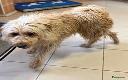 Mixed Breed dogs for adoption: Wonderful Marcus needs a loving home - Image 16