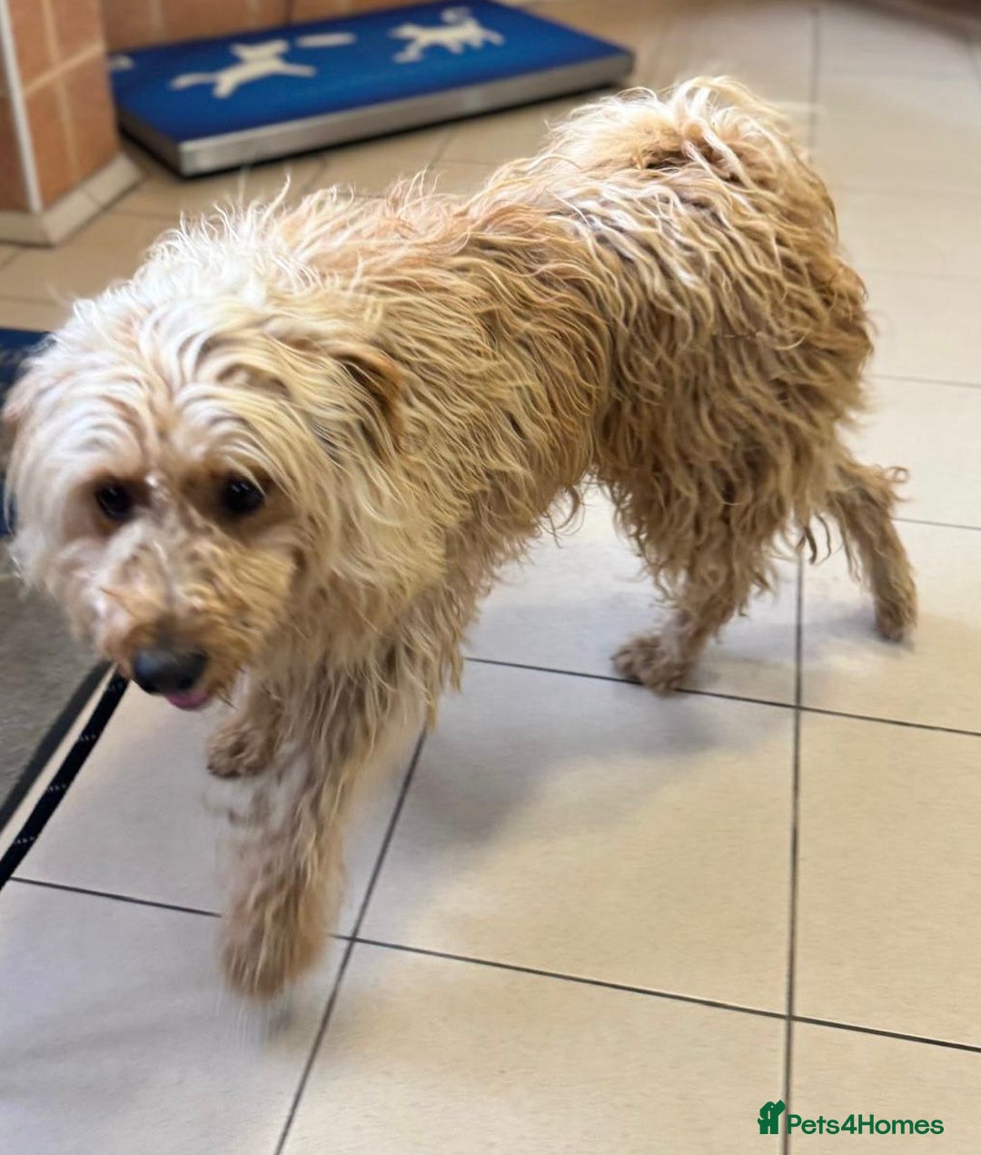Mixed Breed dogs for adoption: Wonderful Marcus needs a loving home - Image 16