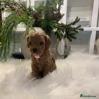 Maltipoo dogs 🌟 Luxury Rare Brown Asian Teddy Maltipoo - Advert 4