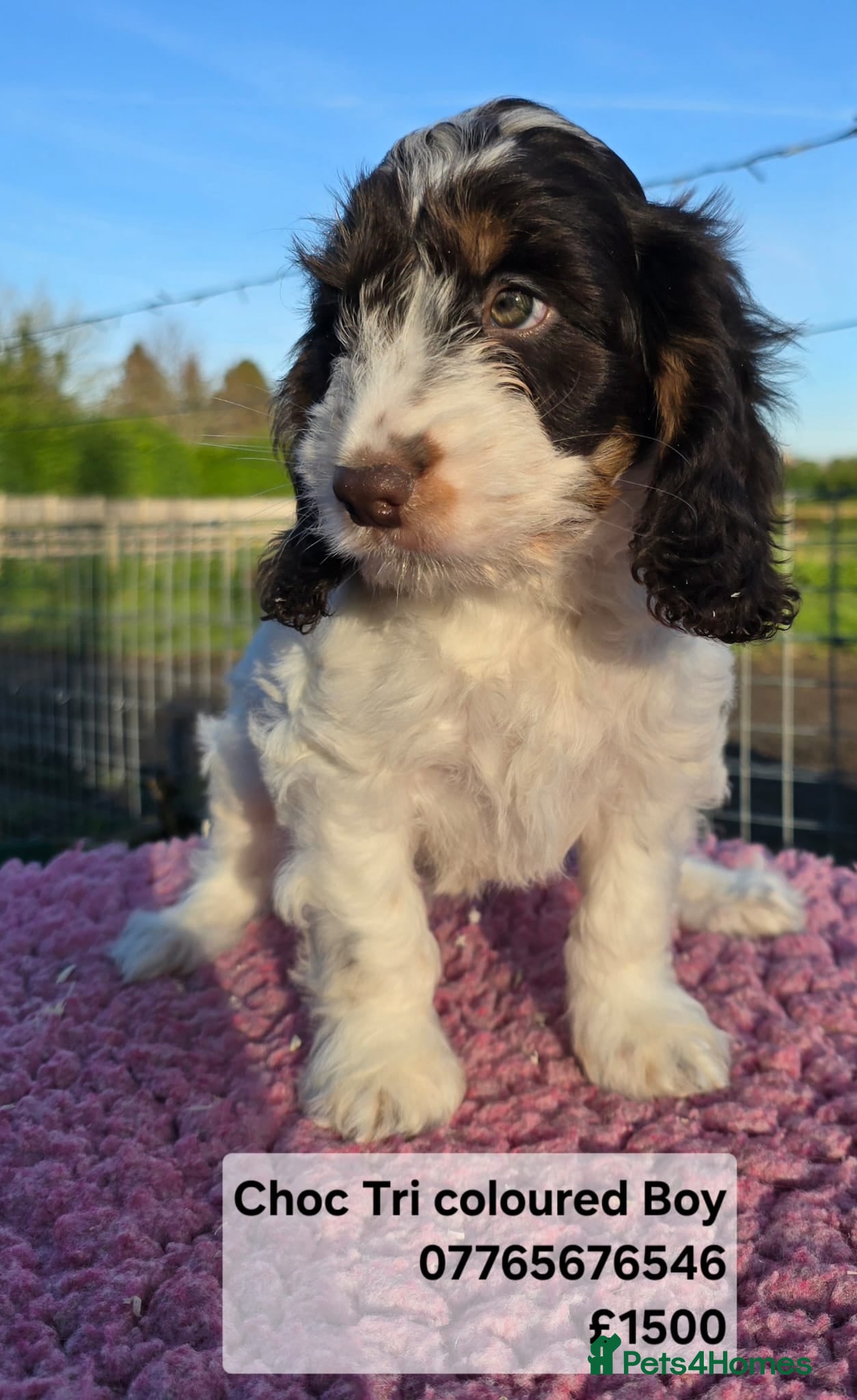 Cockapoo dogs Quality Cockapoo Puppies Licenced Domestic Breeder - Advert 3