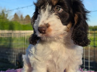 Cockapoo dogs Quality Cockapoo Puppies Licenced Domestic Breeder - Advert 3