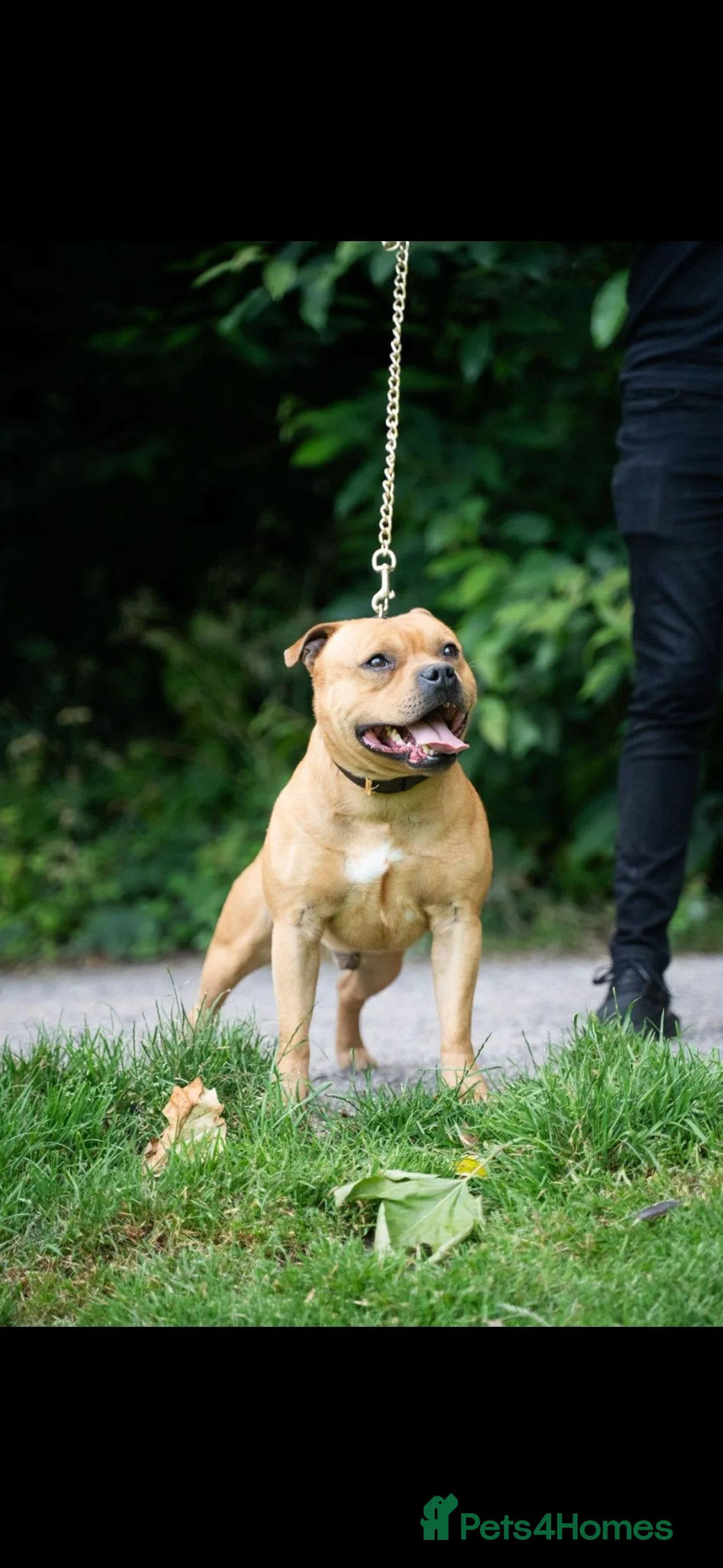 Staffordshire Bull Terrier dogs for sale: Confirmed pregnancy  of 7  - Advert 5