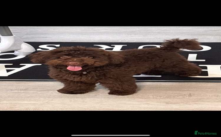 Toy Poodle dogs - Advert 8