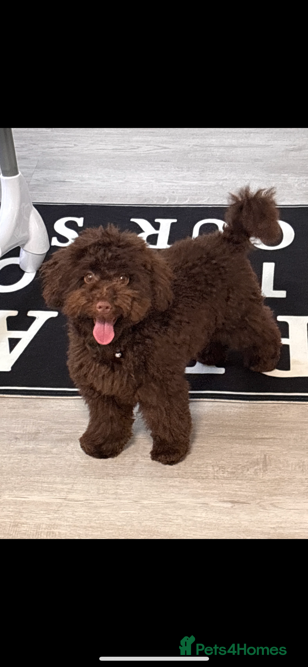 Toy Poodle dogs for sale: Male toy poodle  - Image 1