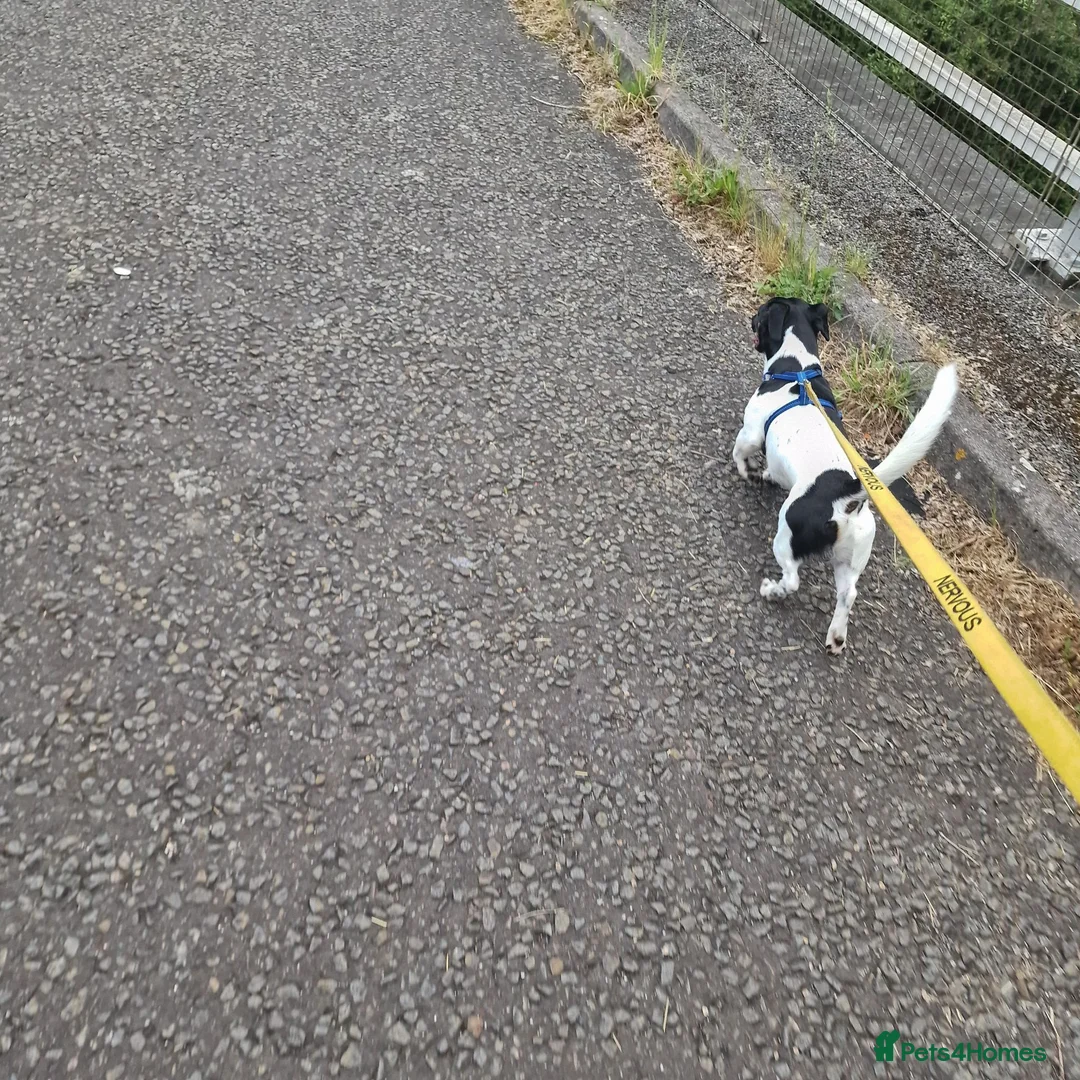 Jackshund dogs for sale: Ralphy  - Advert 2