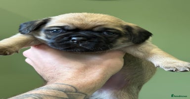 Puggle dogs 2 LEFT!! Puggle Puppies Basildon – Ready 12th Dec! - Advert 7